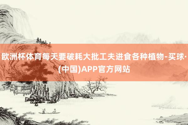欧洲杯体育每天要破耗大批工夫进食各种植物-买球·(中国)APP官方网站